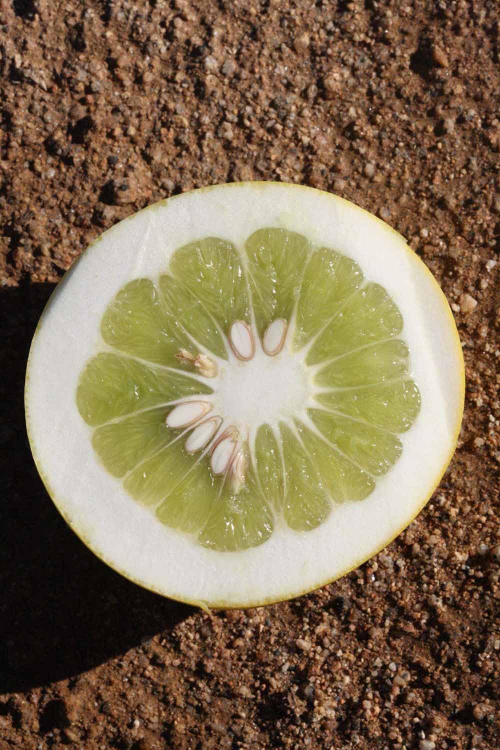            Fruit cross-section (Riverside, CA)   